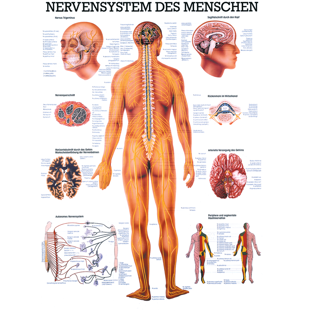 Anatomische Lehrtafel \"Das Nervensystem des Menschen 34 x 24\"